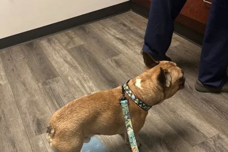 Towne & Country Animal Hospital