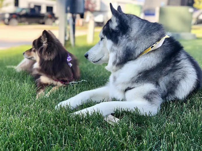 Towne & Country Animal Hospital 12