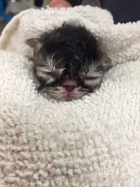 Towne & Country Animal Hospital 12