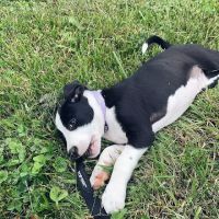 Summit's Pet Shop ico