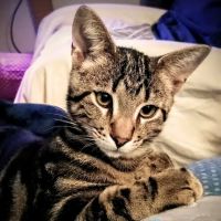 Capital Area Humane Society Spay & Neuter Clinic ico