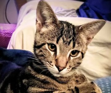 Capital Area Humane Society Spay & Neuter Clinic