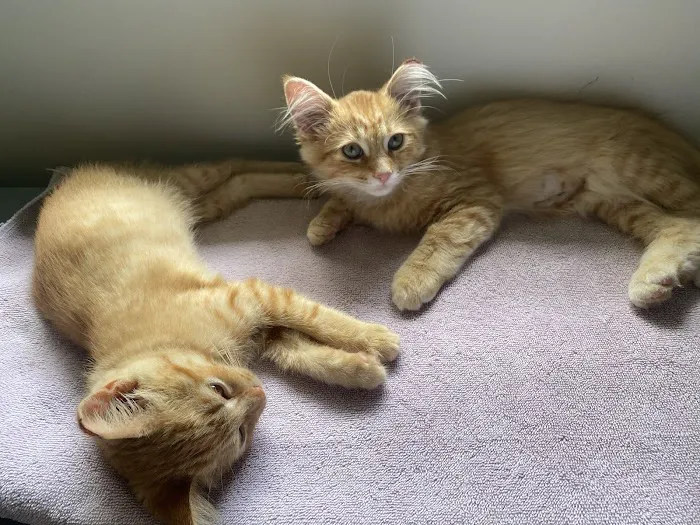 Capital Area Humane Society Spay & Neuter Clinic 8