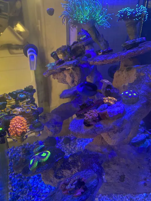Big Blue Reef Aquatics 12