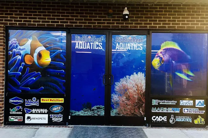 Big Blue Reef Aquatics 12