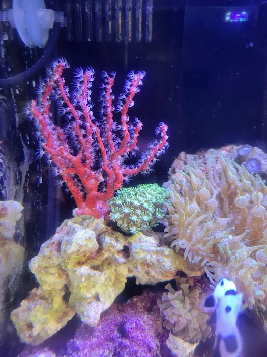 Big Blue Reef Aquatics 12