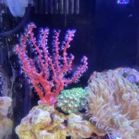 Big Blue Reef Aquatics ico