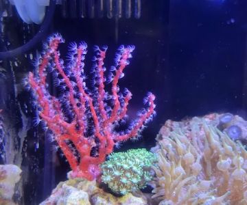 Big Blue Reef Aquatics