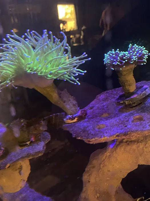 Big Blue Reef Aquatics 12