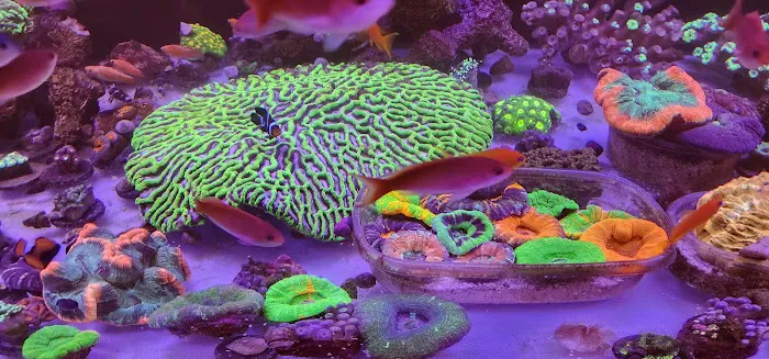 Big Blue Reef Aquatics 12