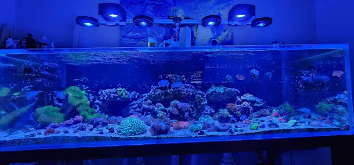 Big Blue Reef Aquatics 12