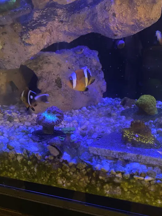 Big Blue Reef Aquatics 12