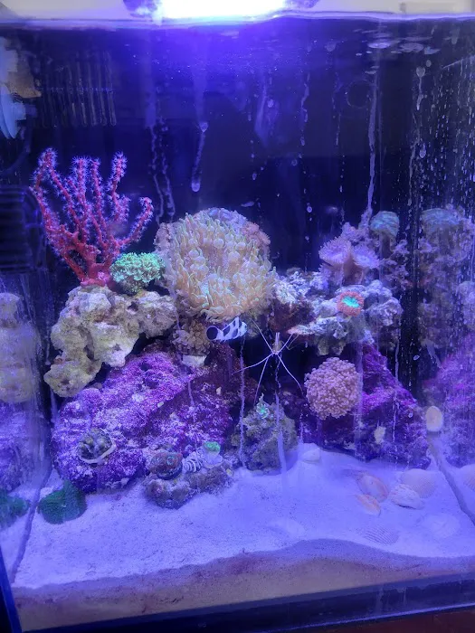 Big Blue Reef Aquatics 12