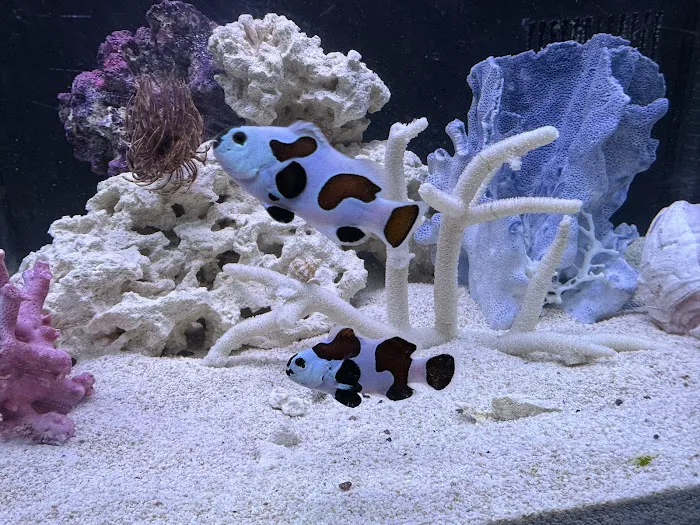 Big Blue Reef Aquatics 12