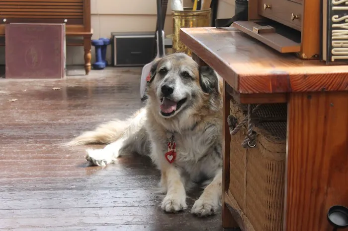 Caring Animal Hospital 6