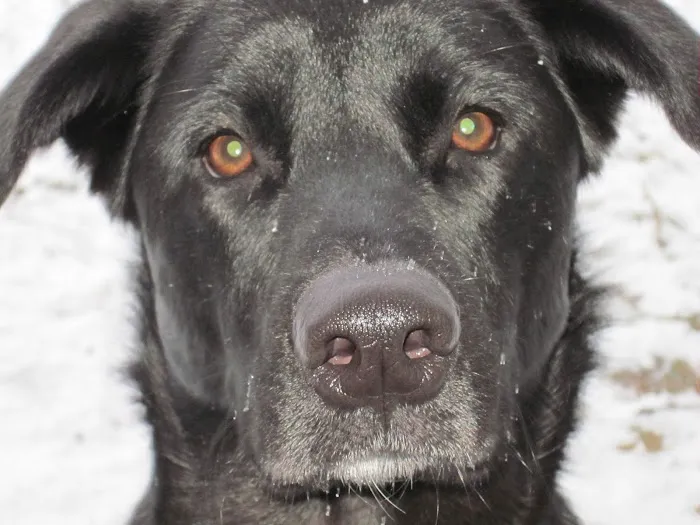 Caring Animal Hospital 5