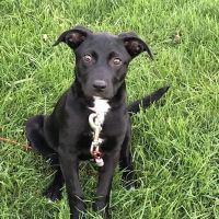 Caring Animal Hospital ico