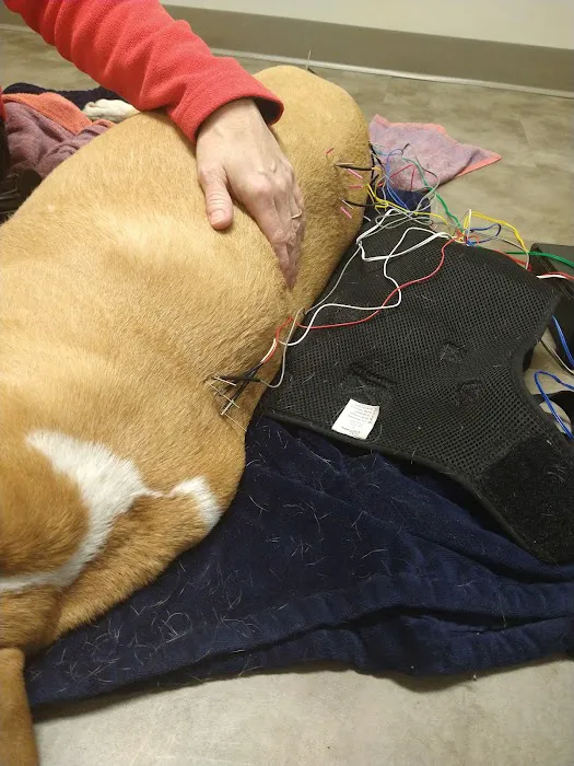 Caring Animal Hospital 9