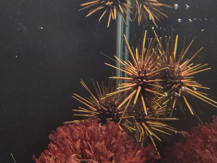 Aquatic Gallery 12