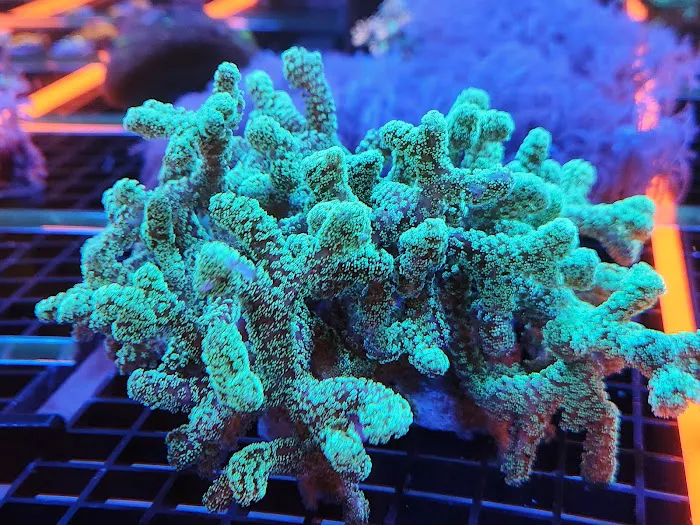 Aquatic Gallery 12