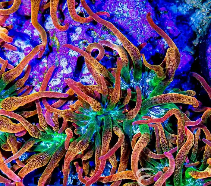 Aquatic Gallery 12