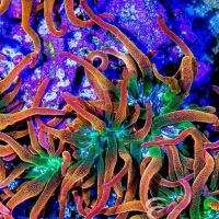 Aquatic Gallery ico