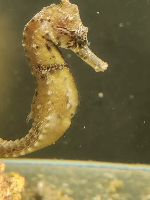 Aquatic Gallery 12