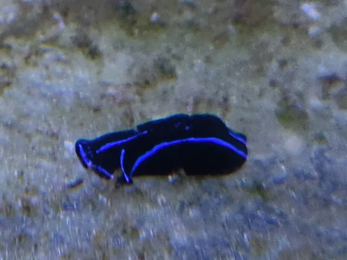 Aquatic Gallery 12