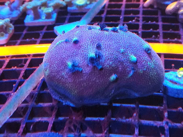 Aquatic Gallery 12