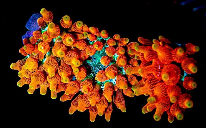 Aquatic Gallery 12