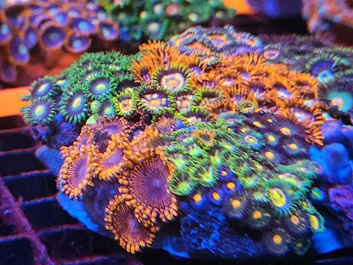 Aquatic Gallery 12