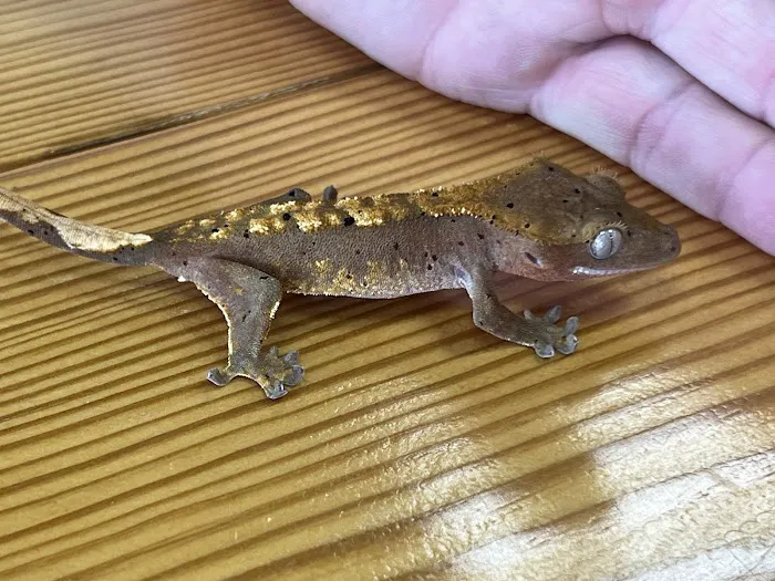 Natural AquariumZ 12