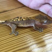 Natural AquariumZ ico