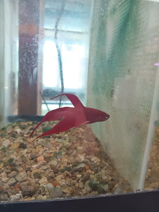 Natural AquariumZ 12