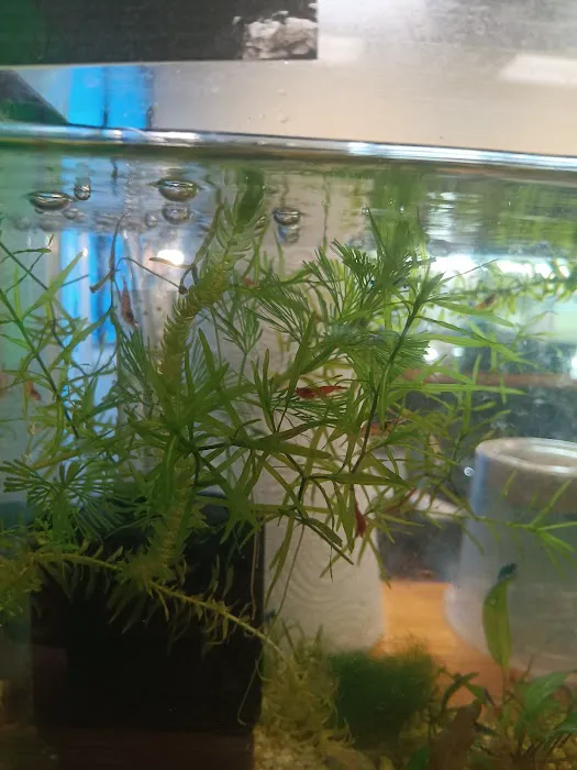 Natural AquariumZ 12