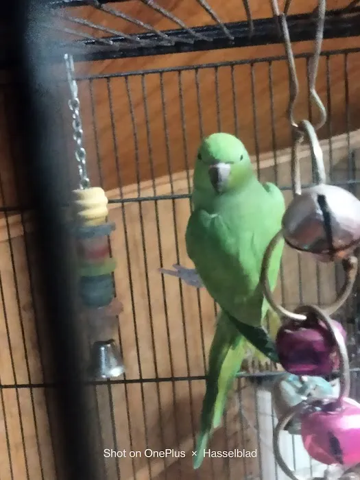 Pet Paradise II 12