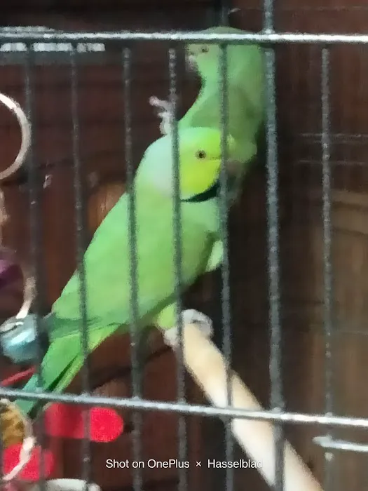 Pet Paradise II 12