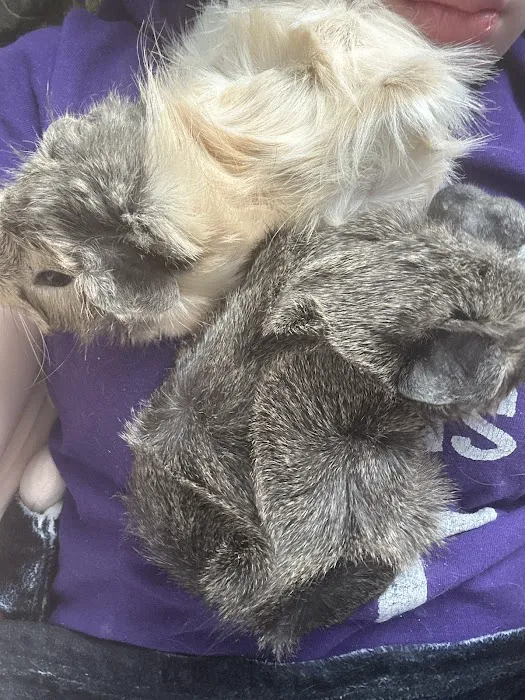 Pet Paradise II 12