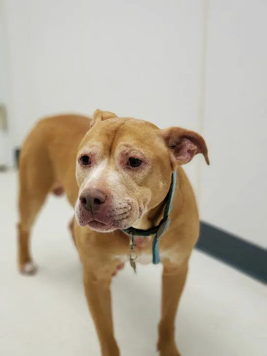 Jolly Road Veterinary Hospital 2
