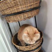 Feeders Pet Supply ico