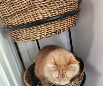 Feeders Pet Supply