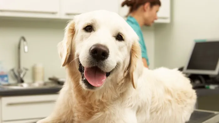 Sandhill Veterinary Services 3