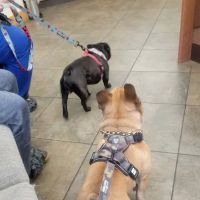 Schultz Veterinary Clinic ico