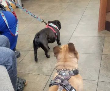 Schultz Veterinary Clinic