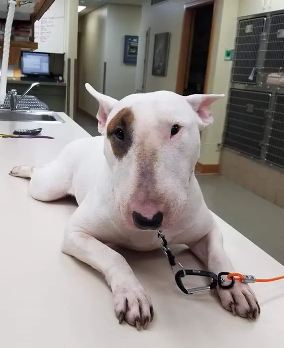 Schultz Veterinary Clinic 3
