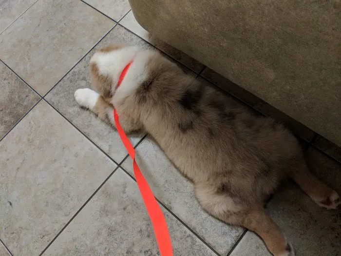 Schultz Veterinary Clinic 8
