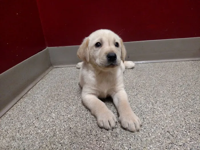 Apple Grove Veterinary Care 1