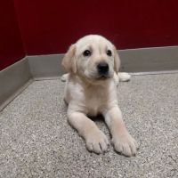 Apple Grove Veterinary Care ico