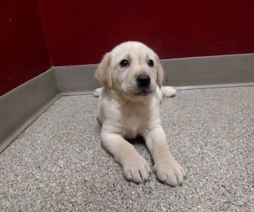 Apple Grove Veterinary Care
