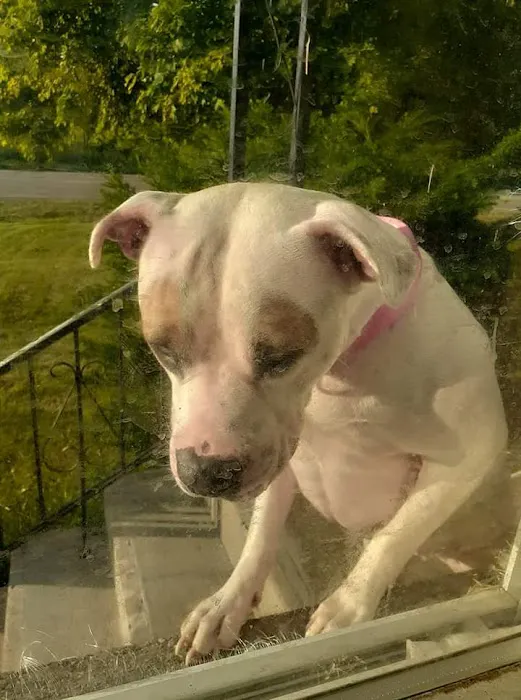 Apple Grove Veterinary Care 6